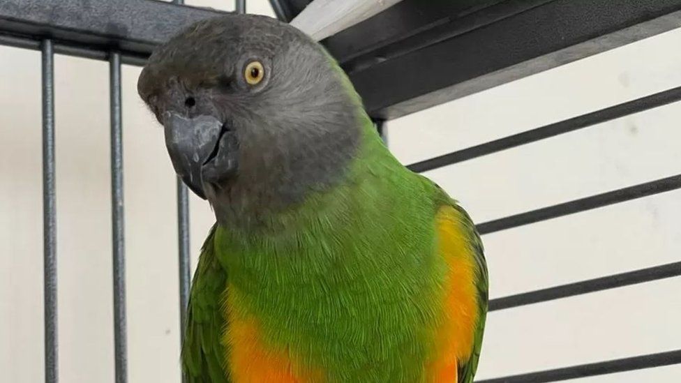 Parrot