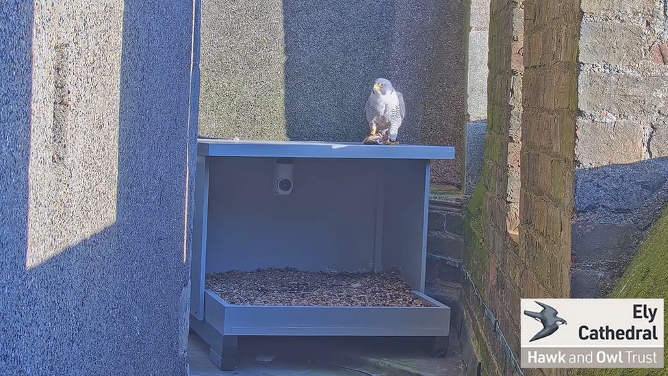 Ely Cathedral peregrine falcons