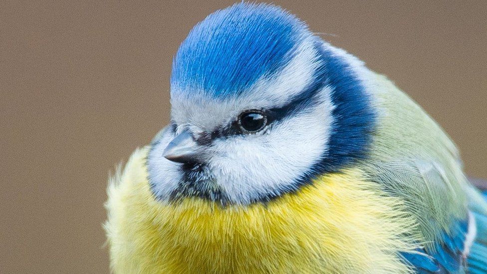 A blue tit