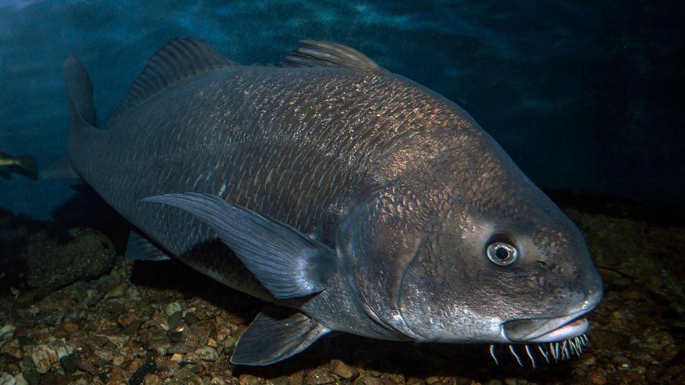 Gills Aloud? Tiny fish found making very big noise - BBC News