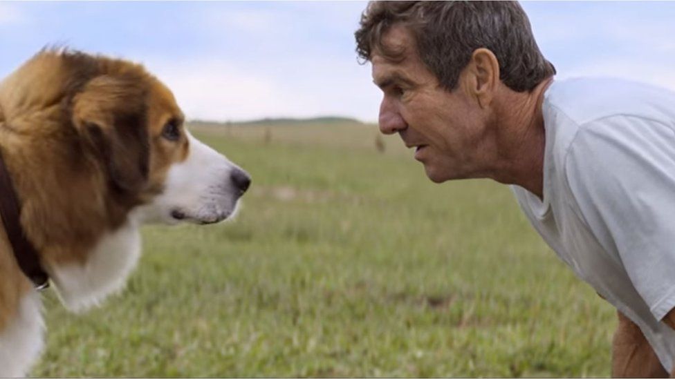 A Dog's Purpose premiere cancelled amid animal rights concerns - BBC News