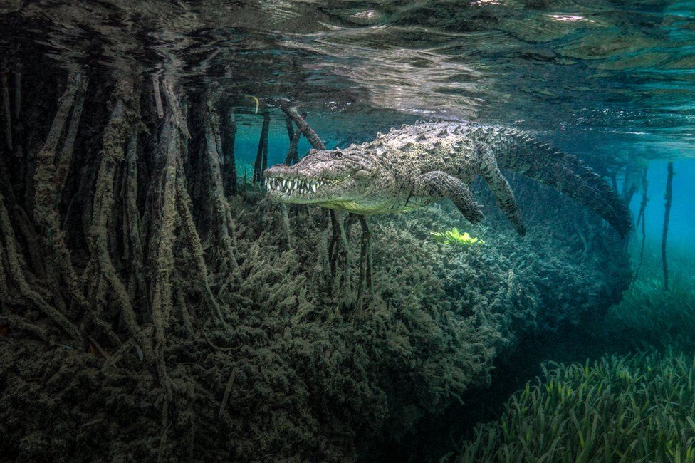 Mangroves Underwater Fish