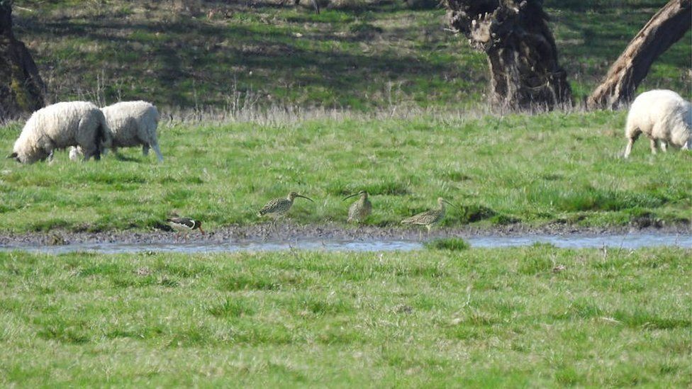 Curlews in a field.