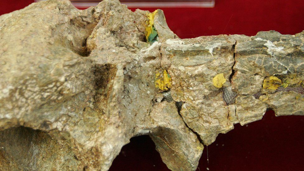 Fossilized bones of a gigantic theropod dinosaur on display in Beijing