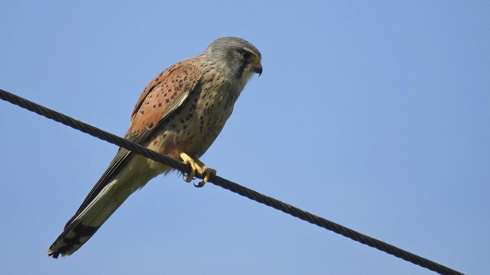 A Kestrel on a telephone wire