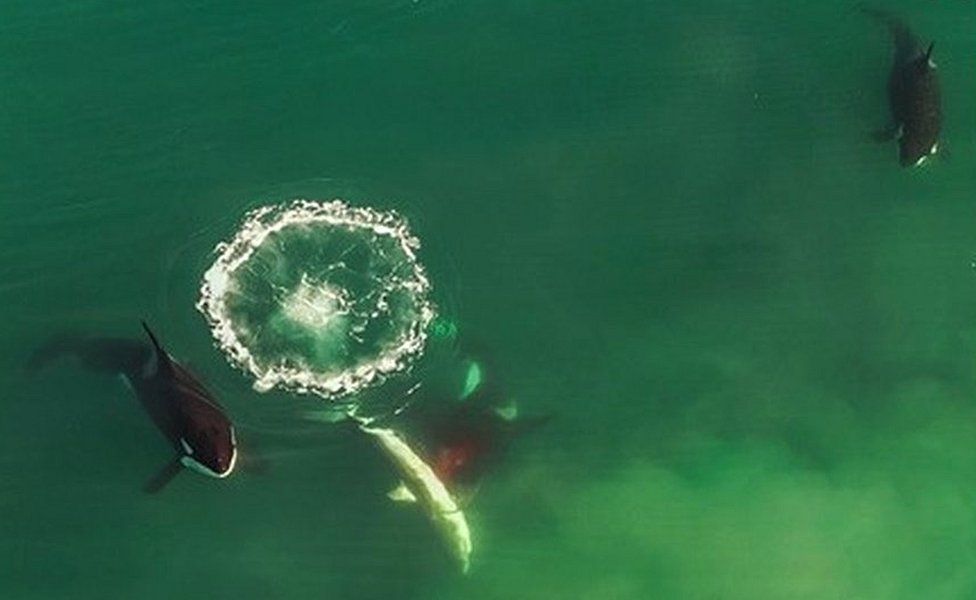 Aerial footage of orcas working together to hunt great whites off the coast of South Africa
