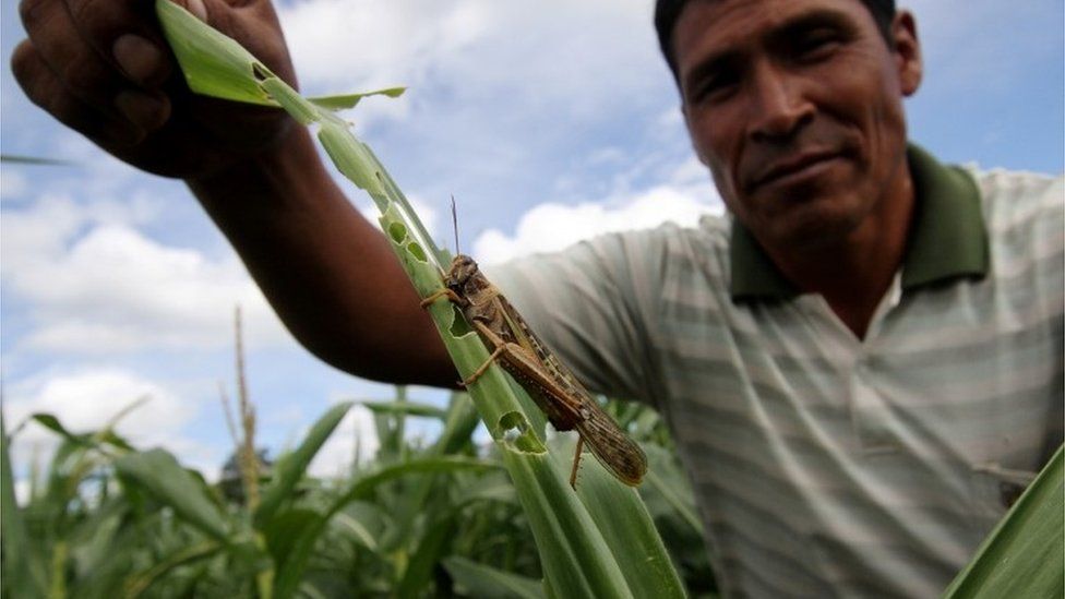 A farmer shows a locust in a crop affected by a plague in Cabezas district in Santa Cruz, Bolivia, February 10, 2017.
