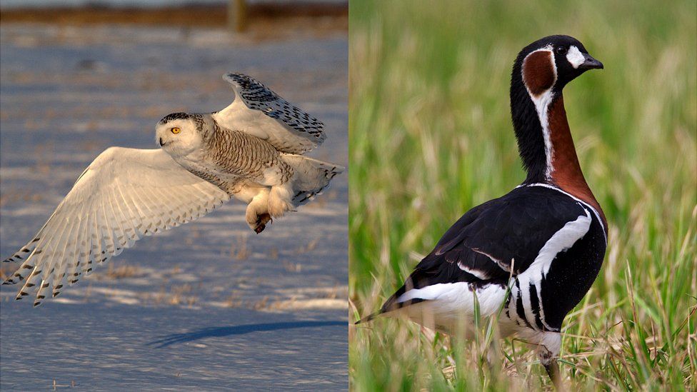 Snowy owl (L) and red-breasted goose, file pics