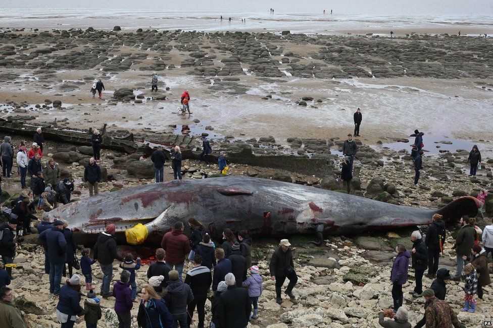Beached whale in Norfolk