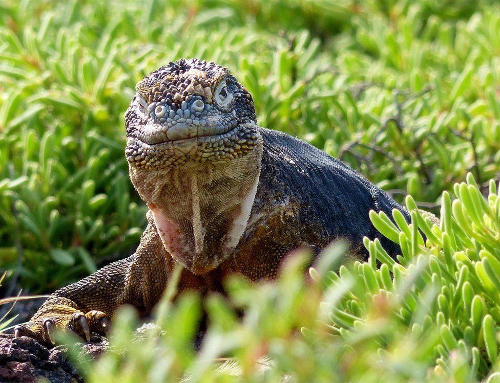 A land iguana among grass