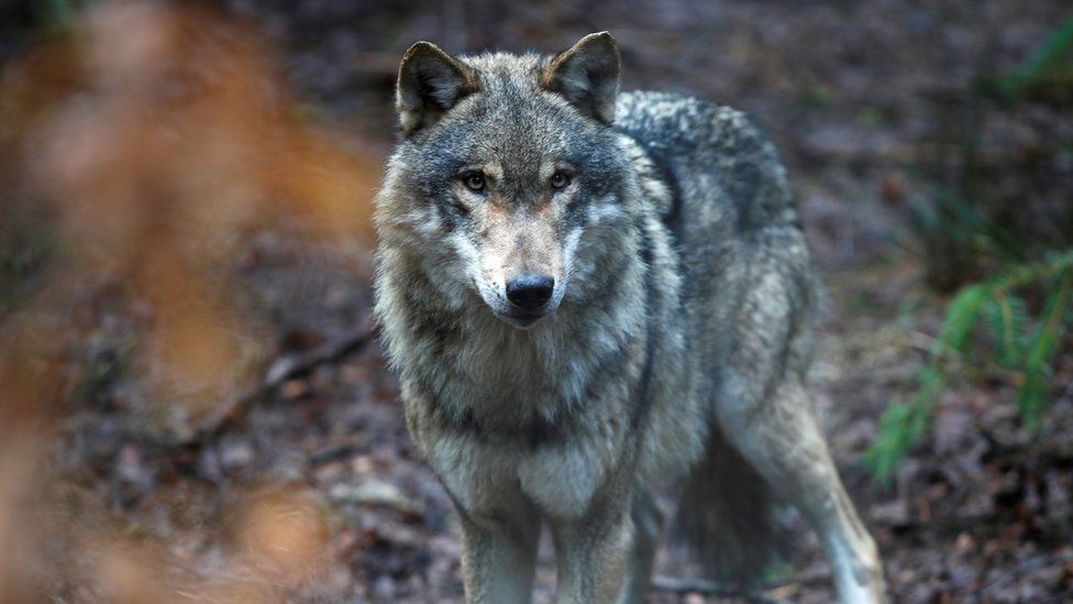 Wolf in wildlife park in Germany