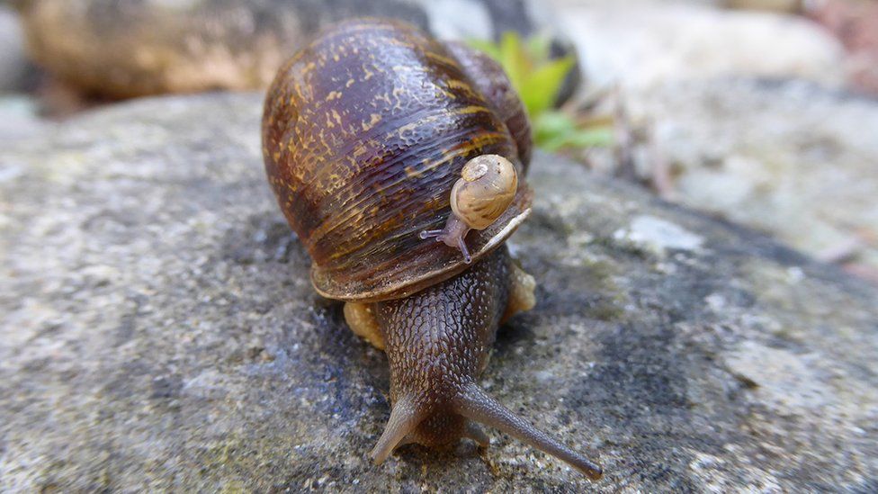 Jeremy the snail