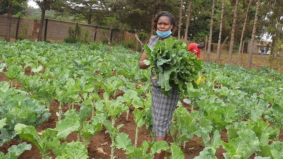 Рабочий собирает овощи на школьном поле, которое было превращено в ферму