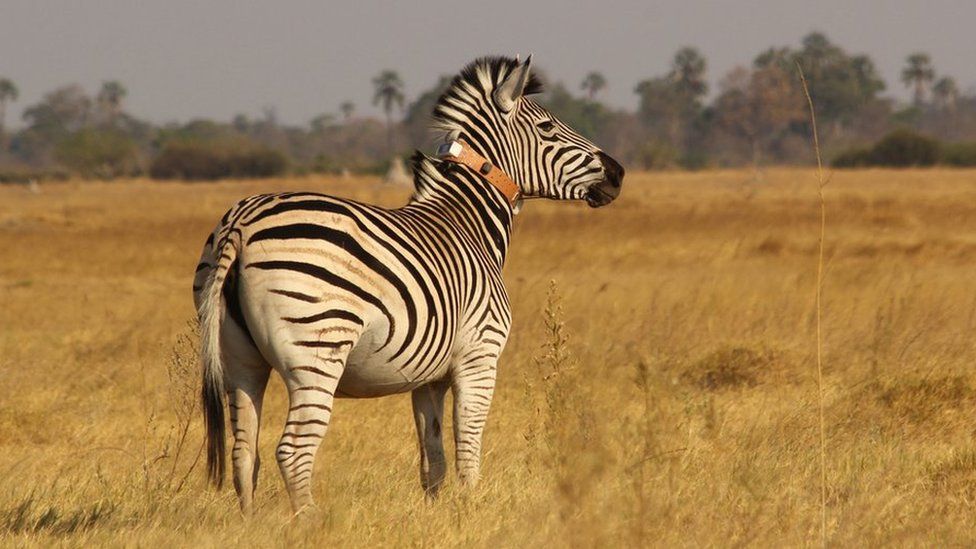 Zebra wearing a radio collar