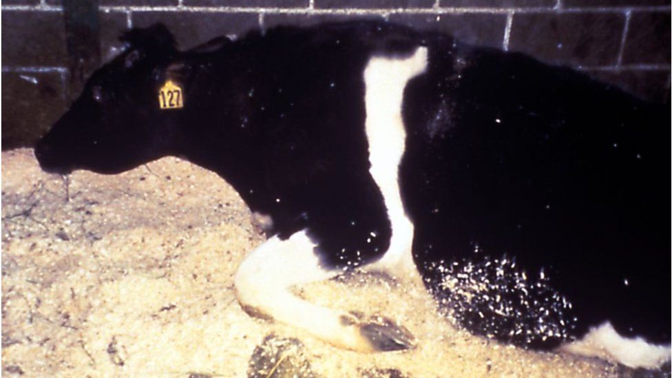 Cow infected with BSE. Pictured in 2003