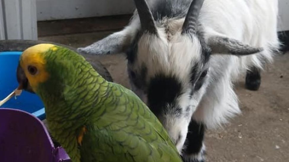 Goat and budgie