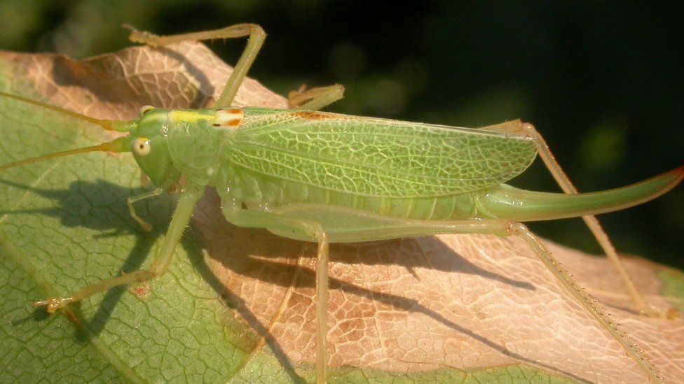 State of Britain's wildlife 'increasingly fragile' - BBC News