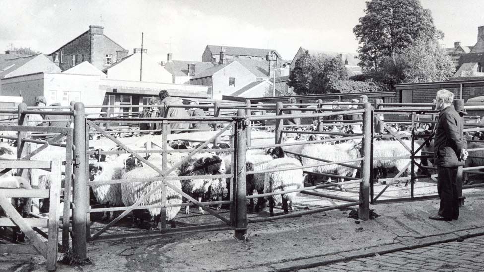 Black and white archive image of cattle in a pen at Old Clitheroe cattle market