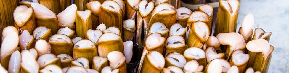 Razor Clam Wars: high seas battle of wits to stop illegal 'electro-fishing