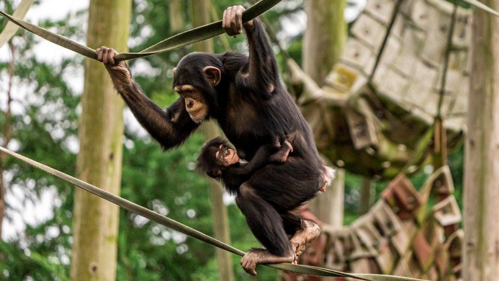 Chimpanzees at Chester zoo
