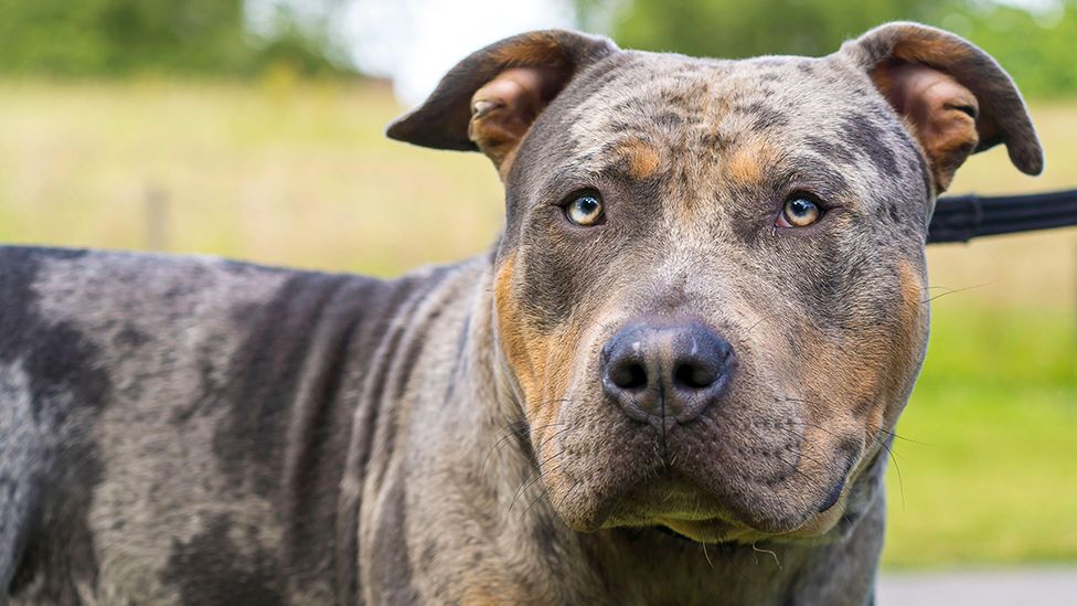 Front close up view of an XL bully dog, taken in the UK in June 2022