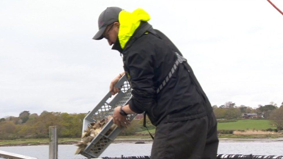 Thousands of oysters reintroduced to River Hamble BBC News