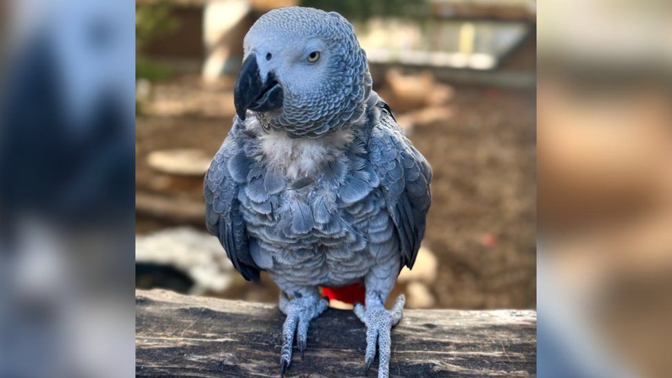 Captain, one of the sweary parrots