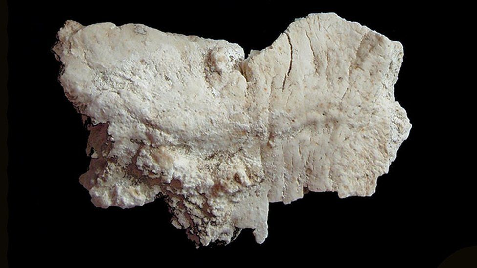 Cremated skull fragment