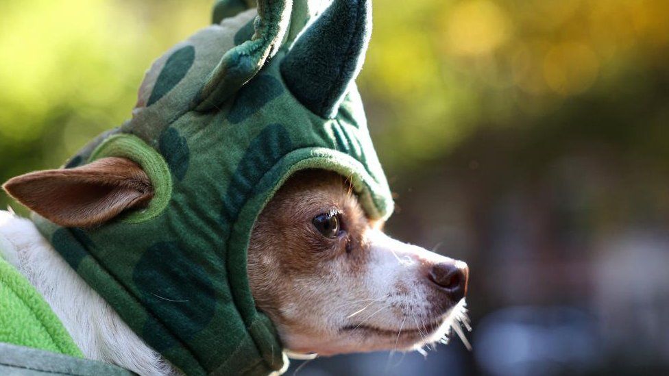 Dog in Halloween costume at Halloween event in New York in October 2022