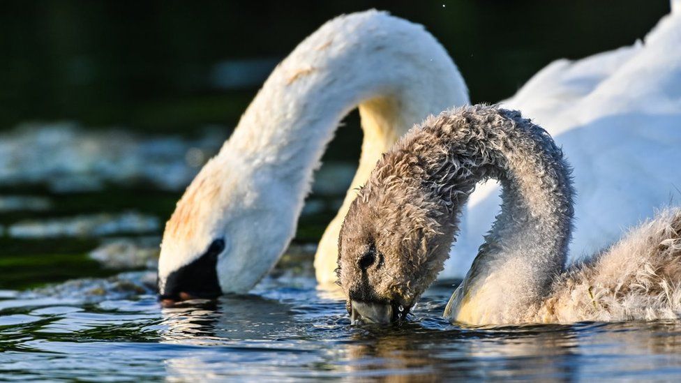 swan and cygnets