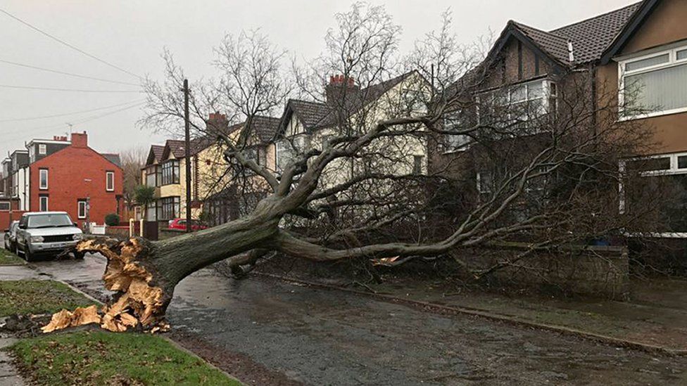 Tree brought down in Aigburth, Liverpool