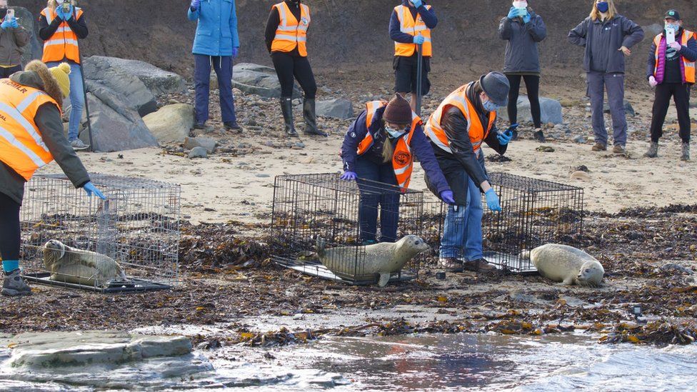Three seal pubs being released into the sea