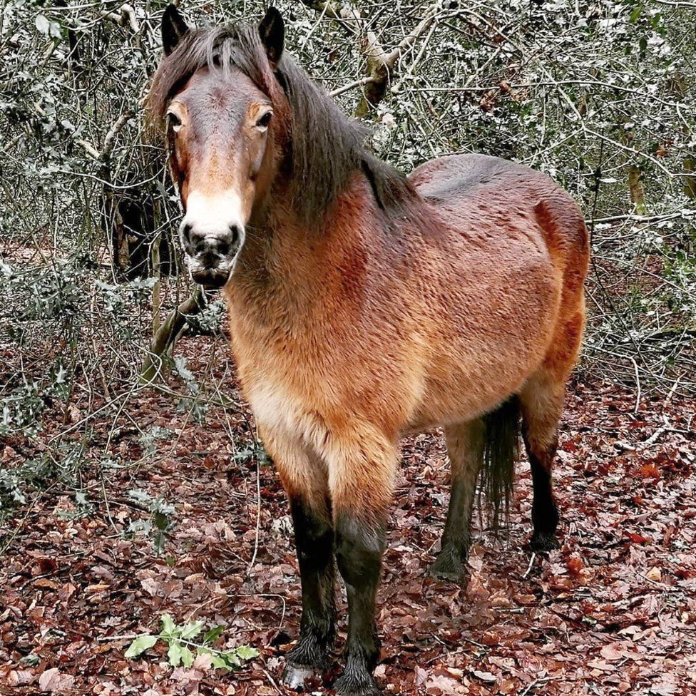 A wild pony in Sutton Park