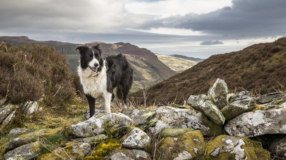 Collie looking windswept on mountain in Eryri national park, Wales.