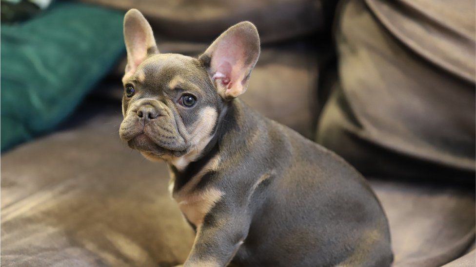What's your favourite dog breed? - BBC Newsround