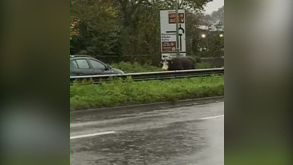Cow on road by roundabout sign