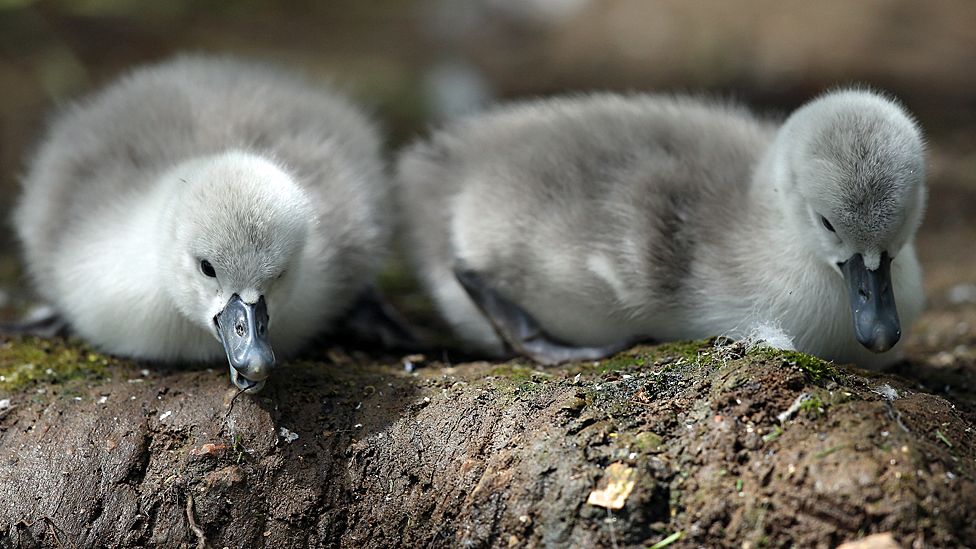 Cygnets