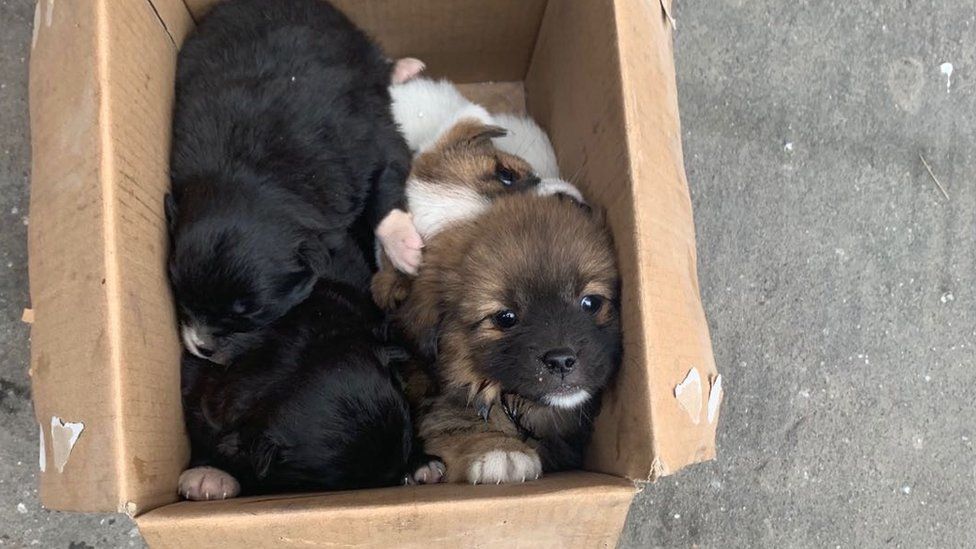 Animals abandoned in a box in Wuhan