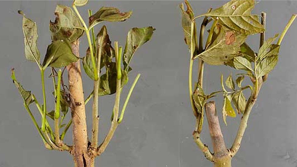 Examples of ash dieback (Image: Forestry Commission)