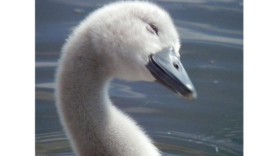 This little fellow looked like he was smiling at me while I was walking in Strathclyde park Motherwell.