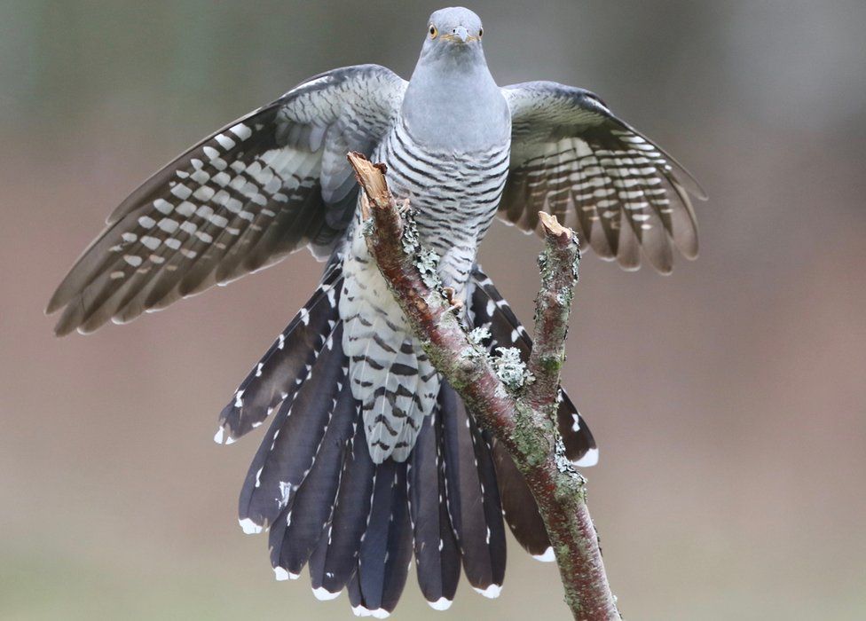 Epic 7,500mile cuckoo migration wows scientists BBC News