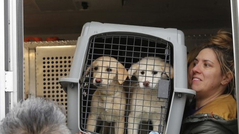 A crate holding two puppies rescued from a South Korean dog meat farm arrives in New York (26 March 2017)