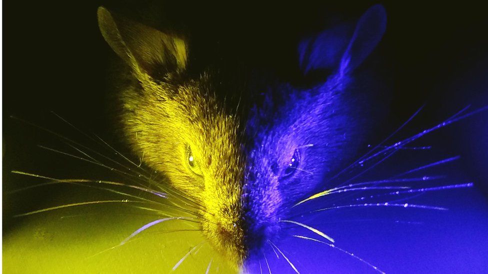 Mouse exposed to different types of light