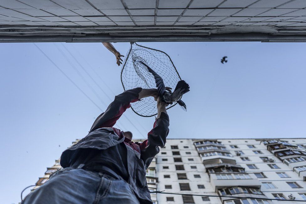 Handling a bird in a net