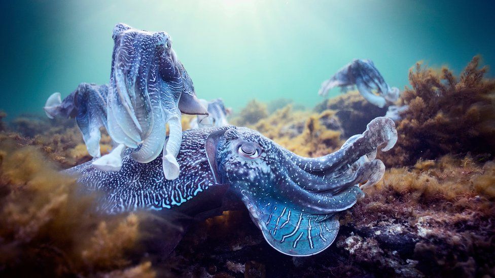 Giant cuttlefish mating aggregation, South Australia