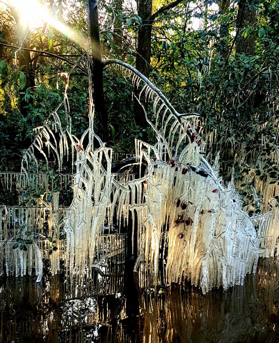 Icicles hanging from a tree