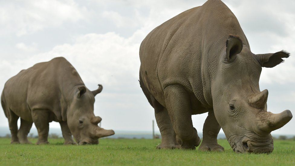 Northern white rhinos at Ol Pejeta Conservancy in central Kenya: Najin (right), Fatu (left)