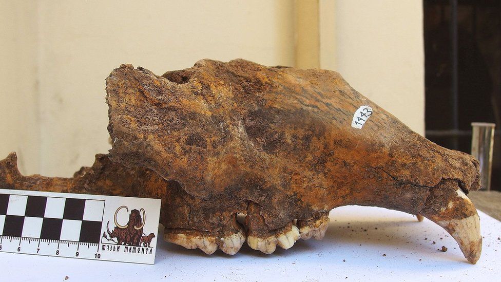 Cave bear skull from the Natural History Museum in Belgrade, Serbia