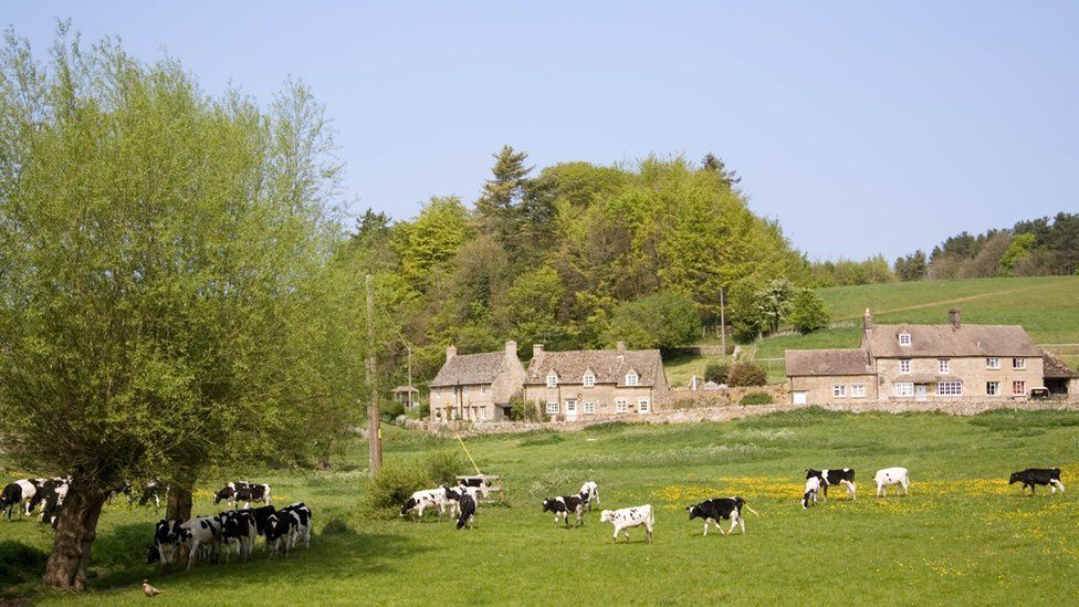 Cows grazing