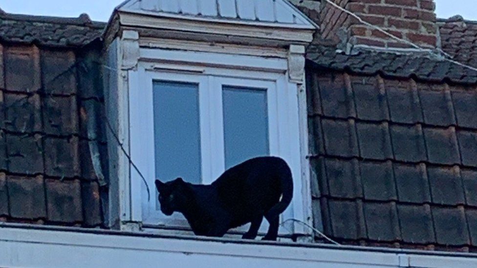 Black Panther Found Prowling Roofs In French Town c News